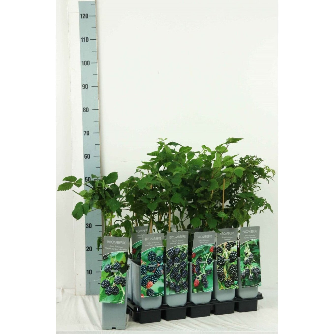 Björnbär – Rubus fruticosus 'Dirksen Thornless' - C2 30-40 CM